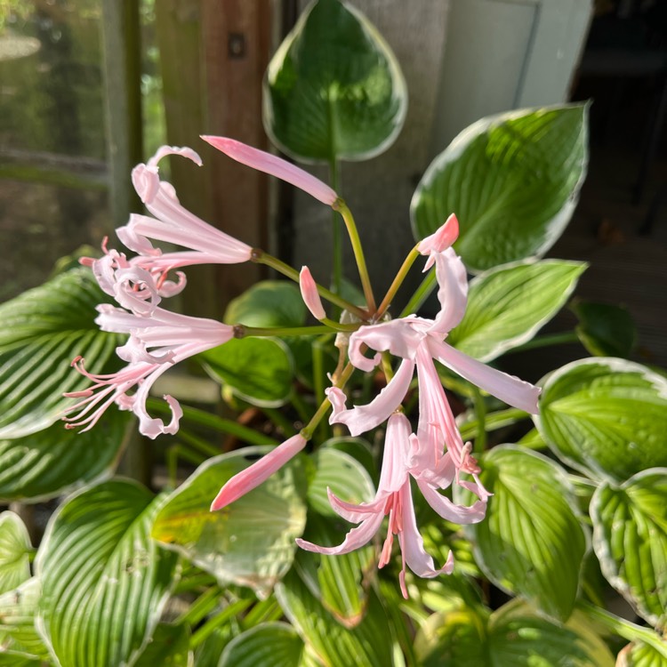 plant image 1688646