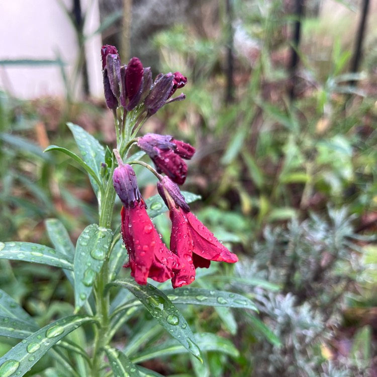 plant image 1696670