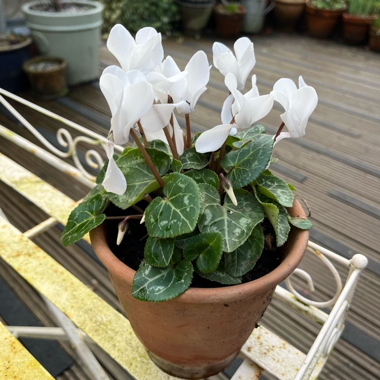 plant image 1697040 plant image 1697040
