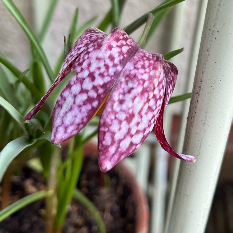 plant image 1698679 plant image 1698679