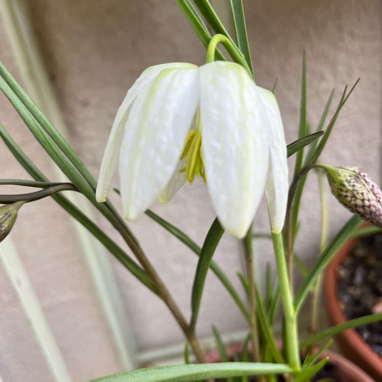 plant image 1698723 plant image 1698723