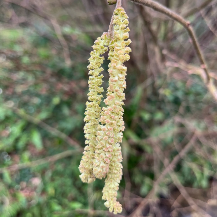 plant image 1698968 plant image 1698968