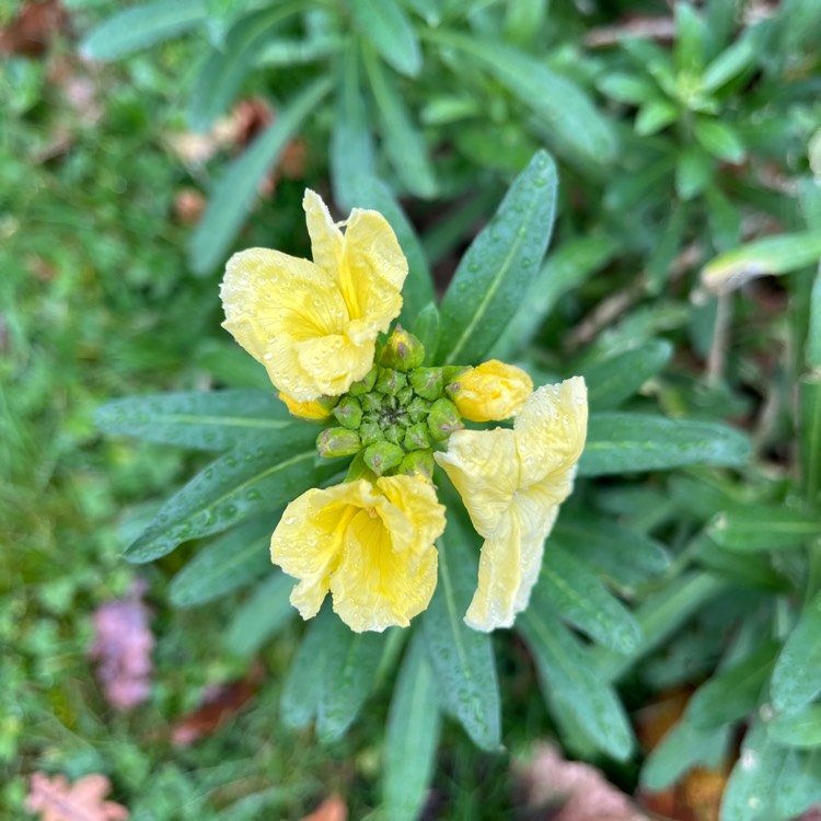 plant image 1699049