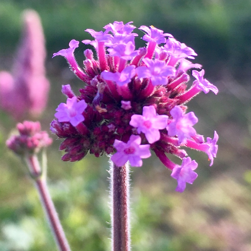 Verbena bonariensis 'Buenos Aires'
