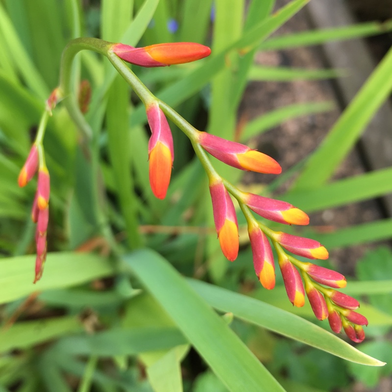 plant image 178409