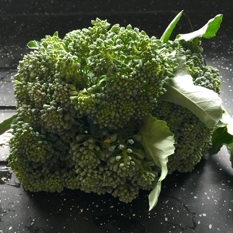 plant image 180534