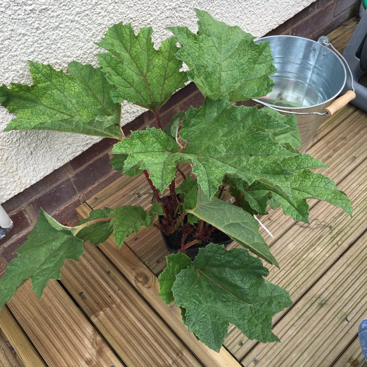 plant image 197140