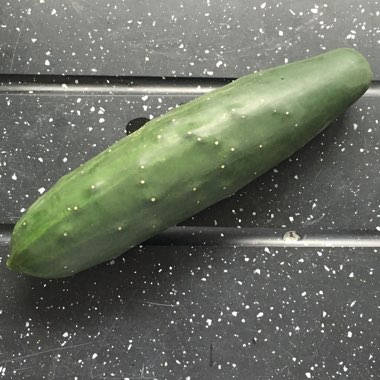 Cucumis Sativus 'Marketmore'