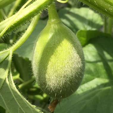 Cucumis melo 'Arava'