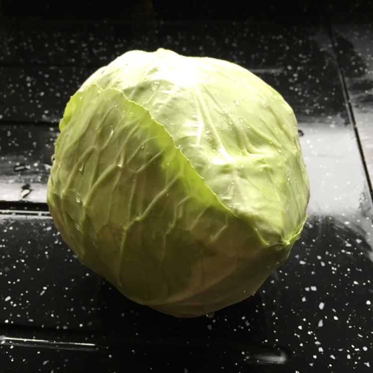 plant image 214182