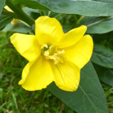 Oenothera