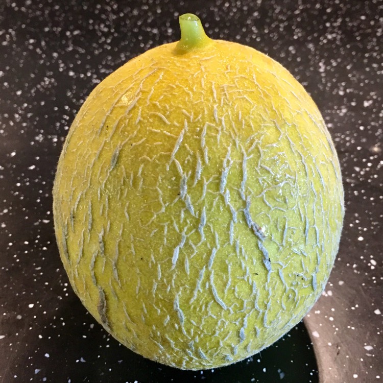 plant image 250189