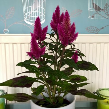 Celosia caracus