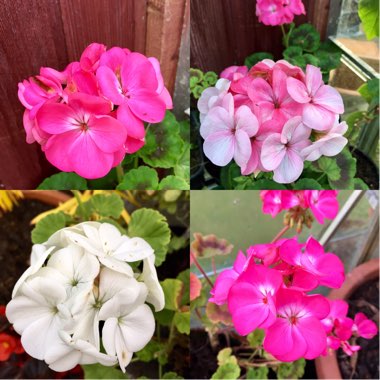 Pelargonium