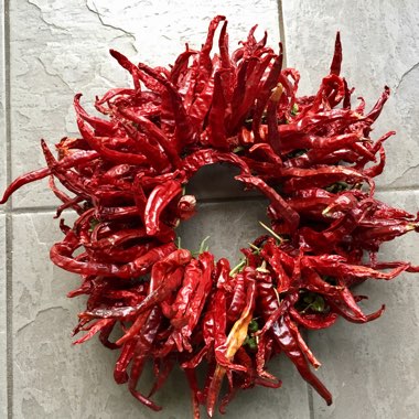 Capsicum Annuum 'Cayenne'