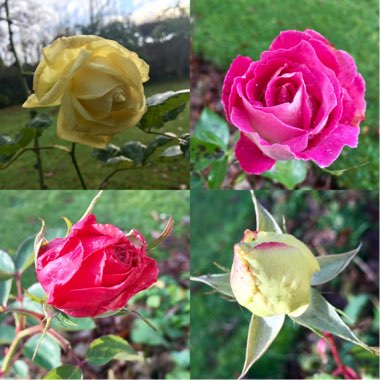 Rosa