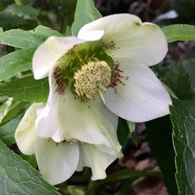 Helleborus x hybridus 'Ashwood Garden Hybrids'