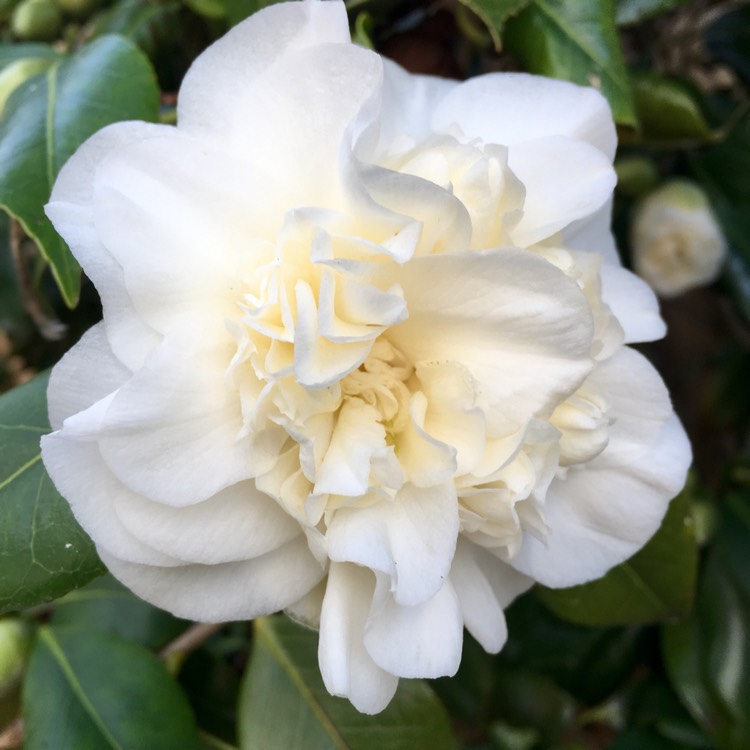 Plant image Camellia japonica 'April Blush'