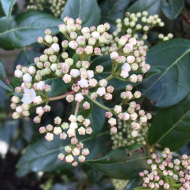 Viburnum