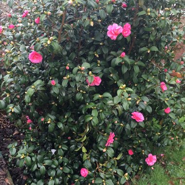 Camellia