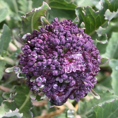 Brassica oleracea (Italica Group) 'Purple Sprouting'