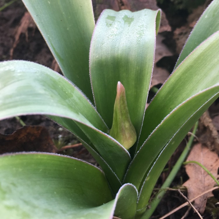 plant image 331920
