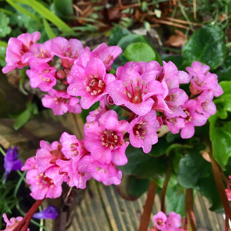 Plant image Bergenia 'Rosenkristall'