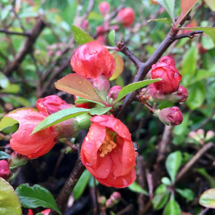 plant image 347470