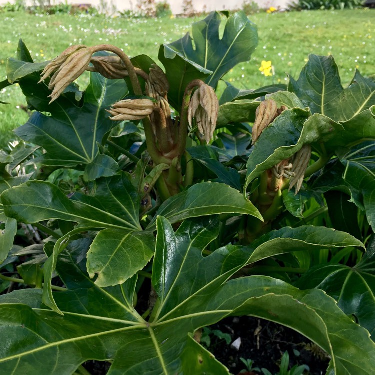 plant image 356455