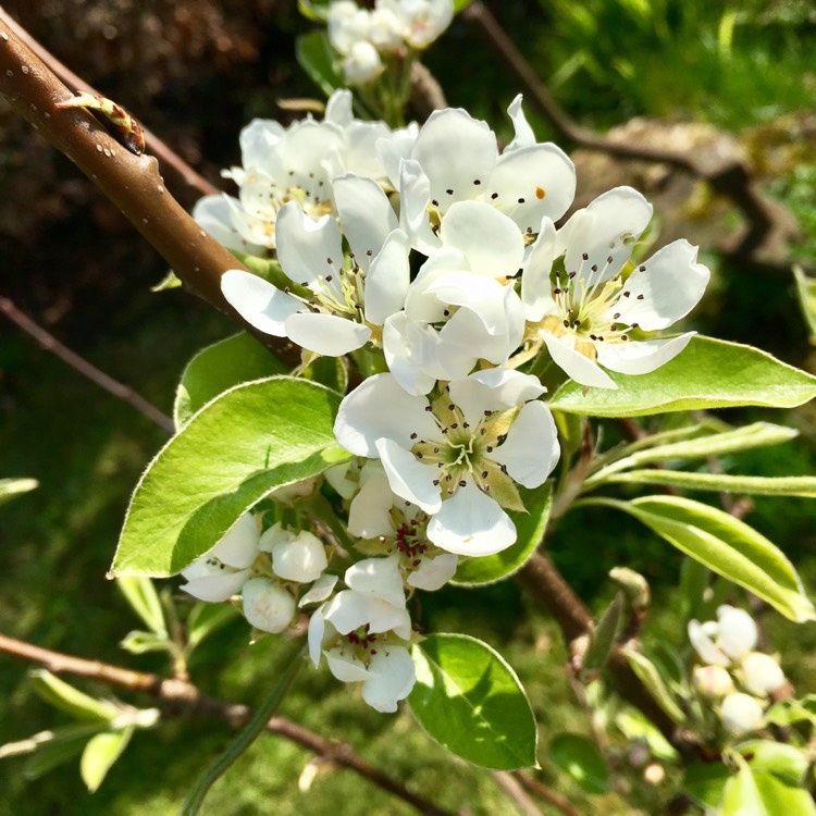 plant image 356891