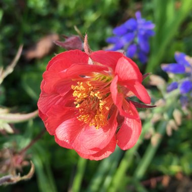 Geum 'Tequila Sunrise'