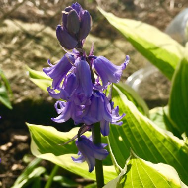Hyacinthoides non-scripta