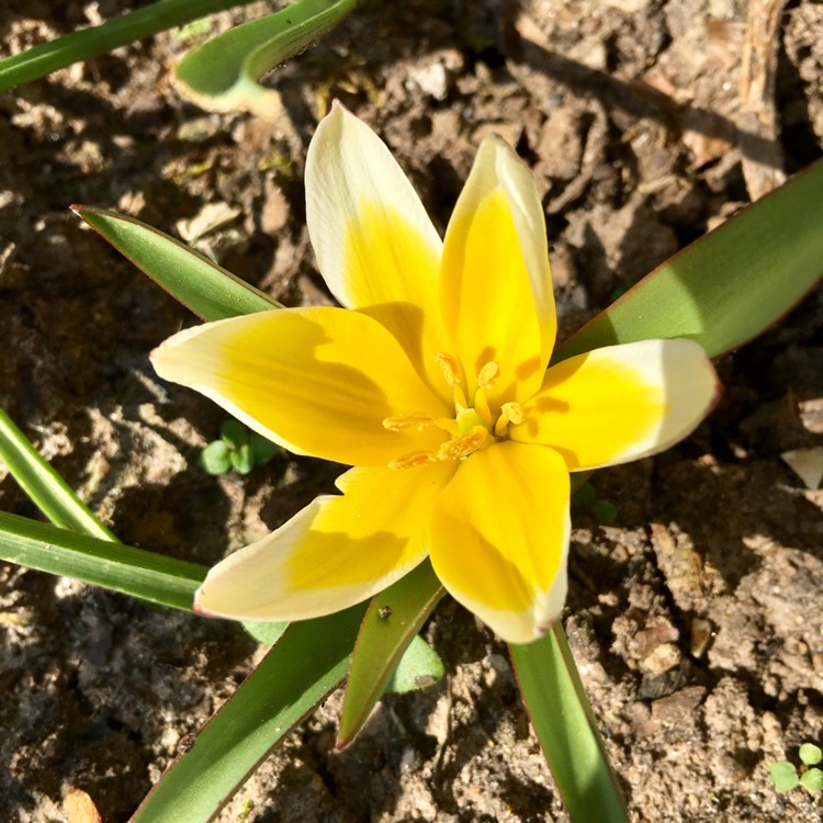 Plant image Tulipa tarda