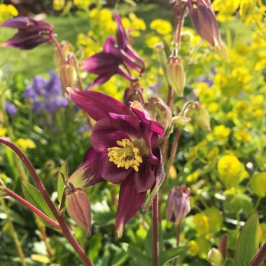 Aquilegia