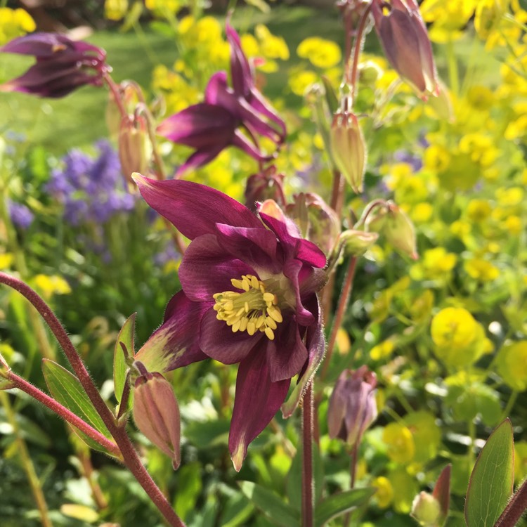 plant image 368860