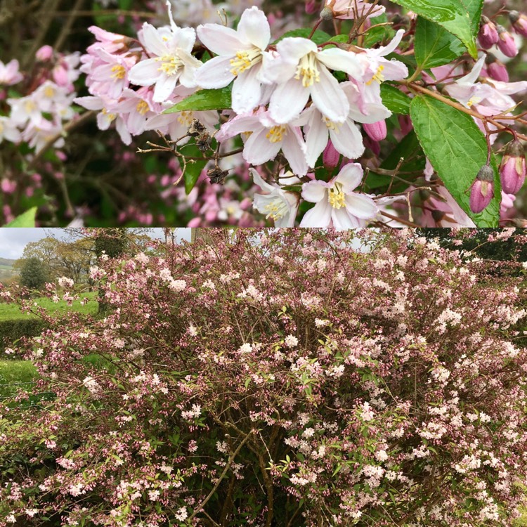 plant image 379536