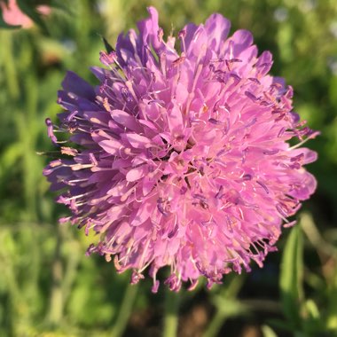 Scabiosa caucasica