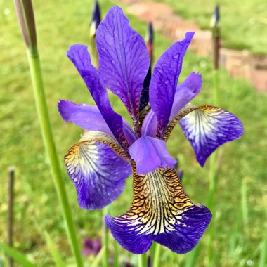 Iris sibirica 'Tropic Night'
