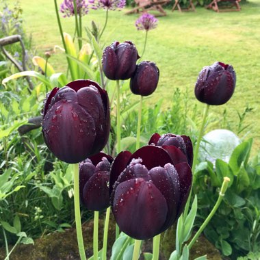 Tulipa 'Queen of Night'