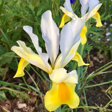 Iris x hollandica 'Apollo'