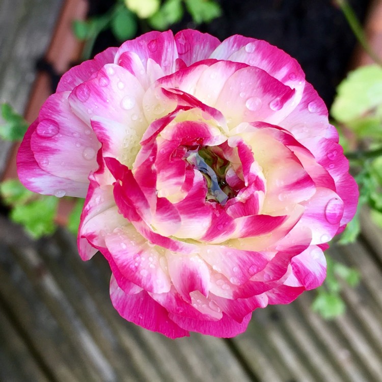 plant image 439196