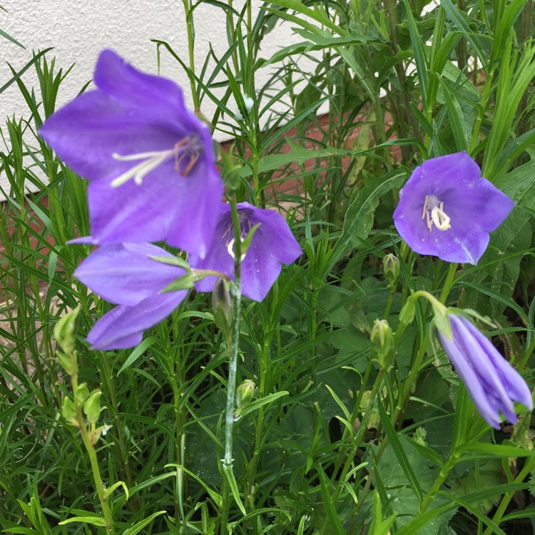 Campanula carpatica 'Blue Clips', Carpathian Bellflower 'Carpatica Blue ...