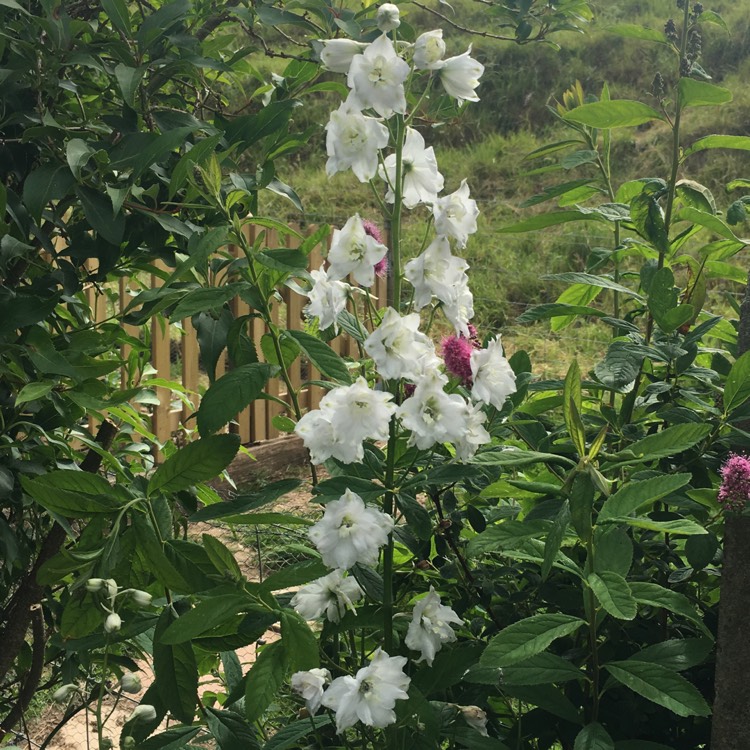 plant image 448830