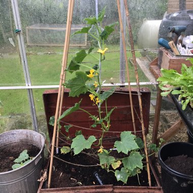 Cucumis Sativus 'Marketmore'