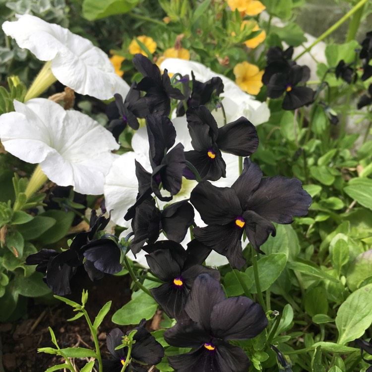 plant image 455223