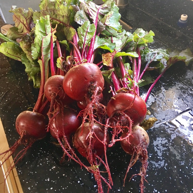 plant image 455231