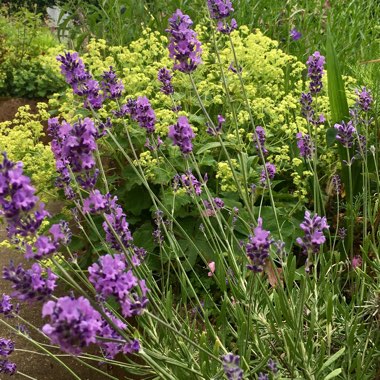 Lavandula angustifolia 'Munstead'