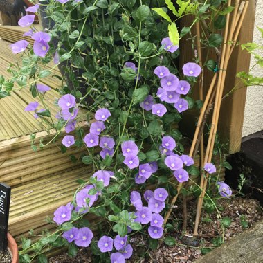Ipomoea