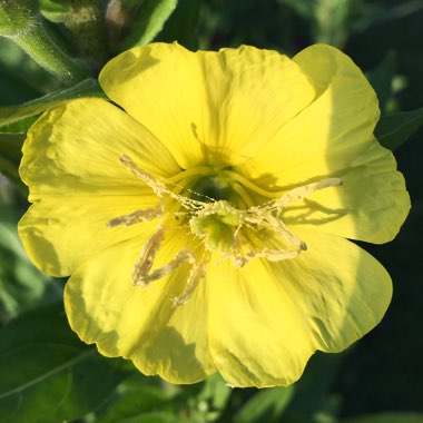 Oenothera