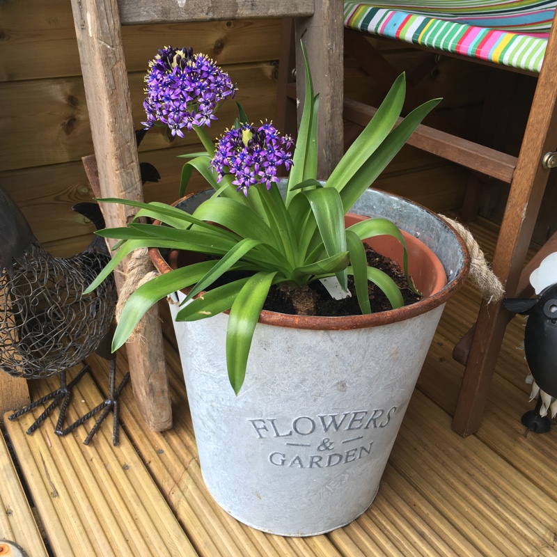 plant image 46838